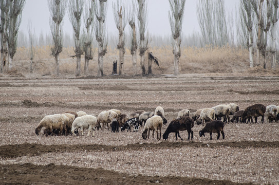 新疆刀郎羊群