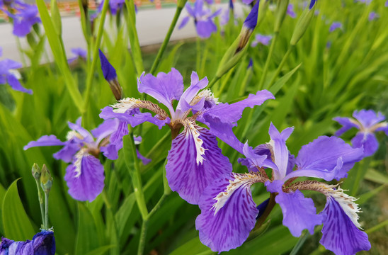 紫色鸢尾花