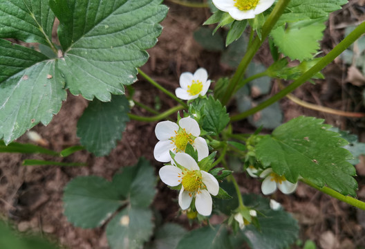 草莓花