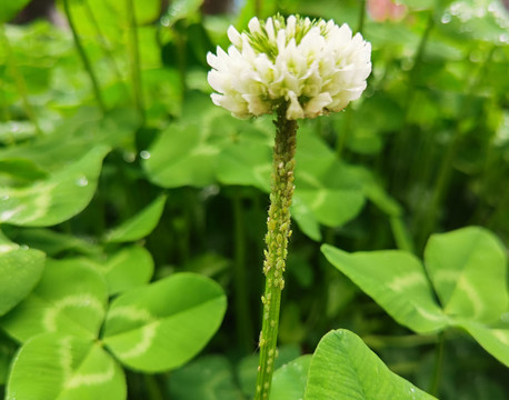 白花三叶草