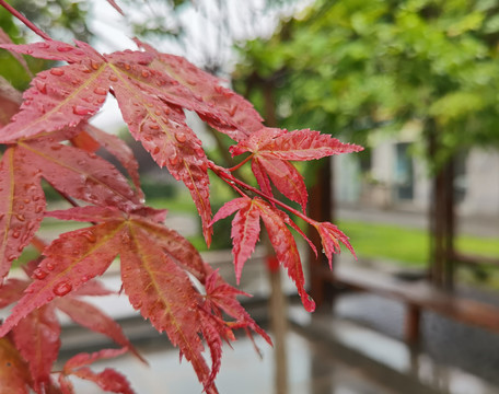 枫叶特写