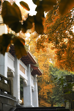 玉台寺