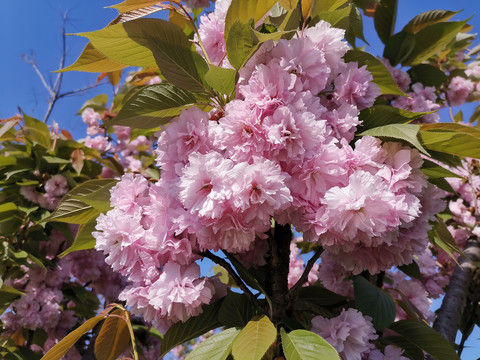 日本晚樱重瓣樱花