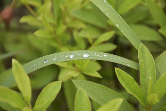 草叶水珠