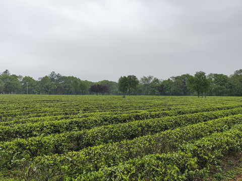 洣江茶厂