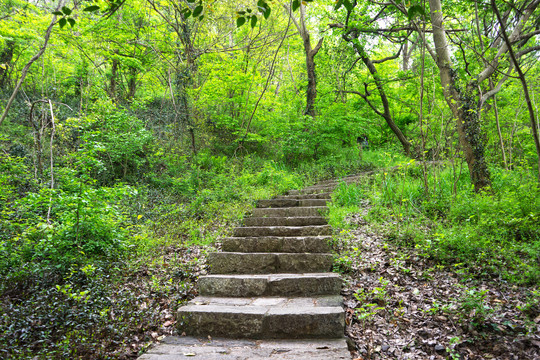 山间小路