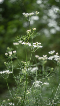 细叶旱芹