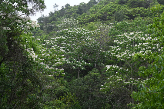 油桐花