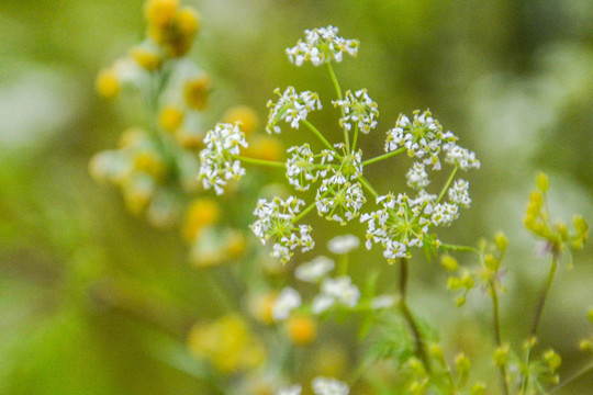 毒芹