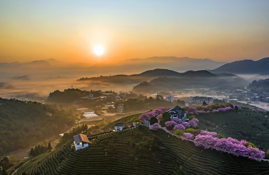 浪漫茶园风光