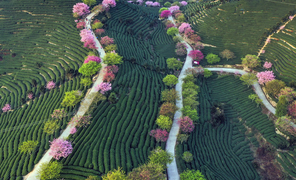 浪漫茶园风光