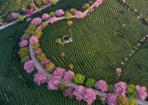 浪漫茶园风光