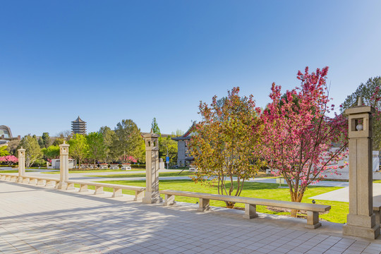 北京大学图书馆门前广场春景