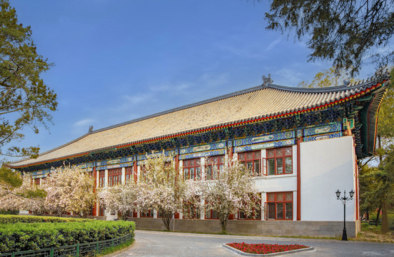 北京大学外文楼海棠盛开
