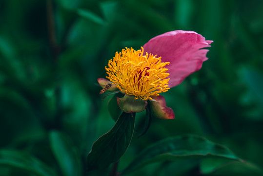 金黄色的花蕊