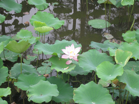 荷花池