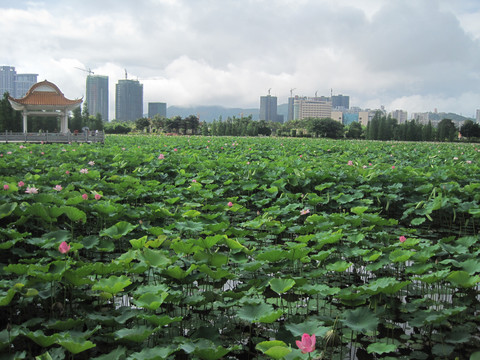 雨后荷塘