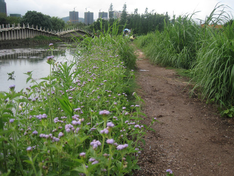 公园湖边小路和野花