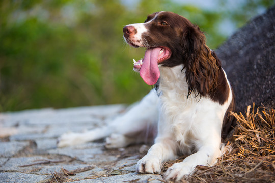 小萌犬