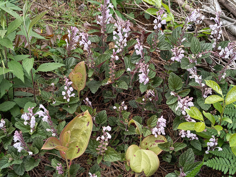 植物花草