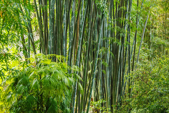 竹子竹林竹叶