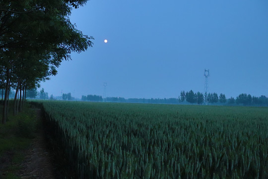 月夜下的麦田