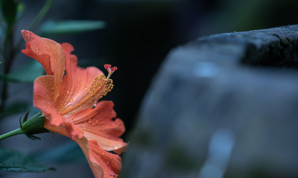 红色花朵