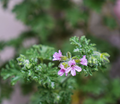 驱蚊草