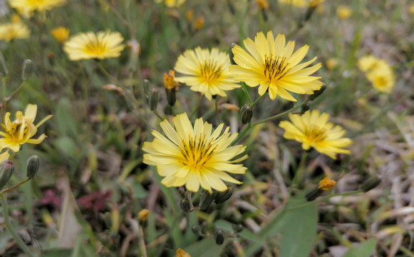 苦菜花