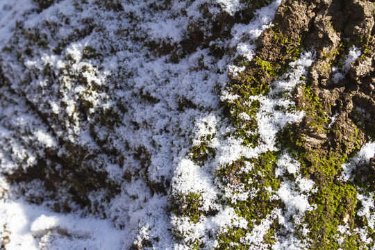 冰雪苔藓