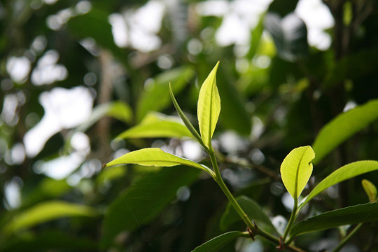 老班章古树茶