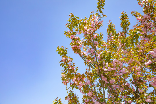 蓝天樱花