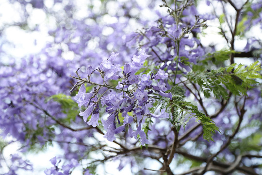 西昌蓝花楹