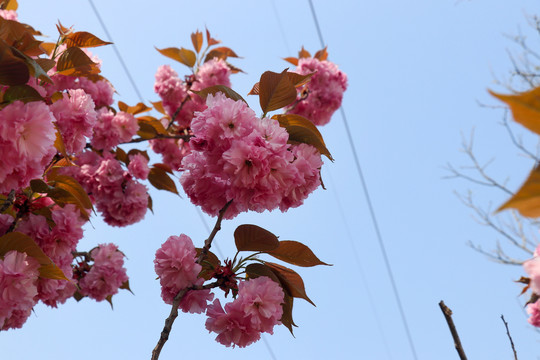 随风的樱花