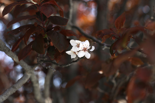 李子树花