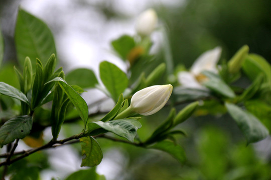 栀子花