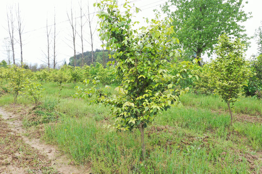 油茶树