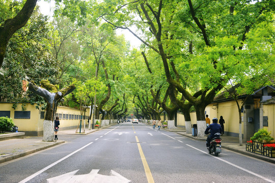 树荫大道