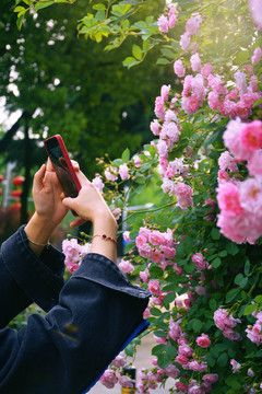 手机拍蔷薇花