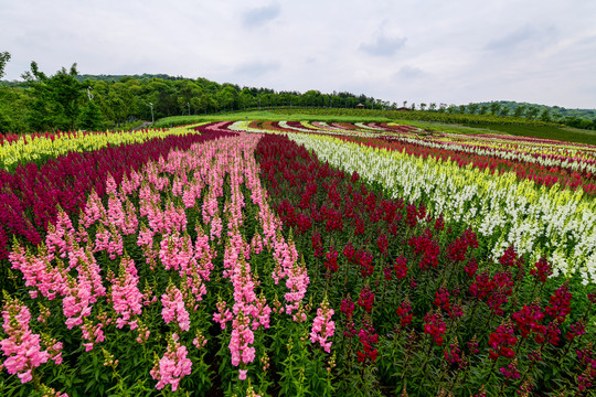 金鱼花