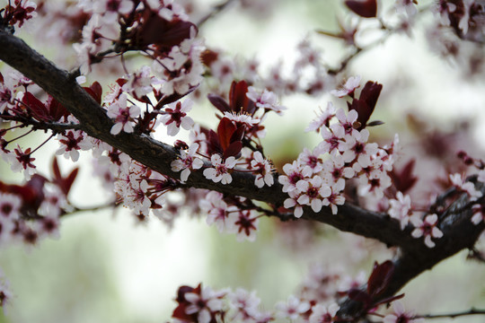 春花烂漫