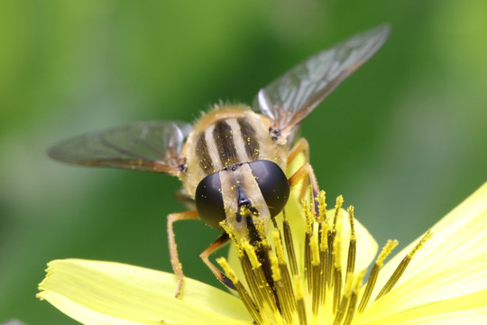 食芽蝇