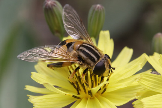 食芽蝇