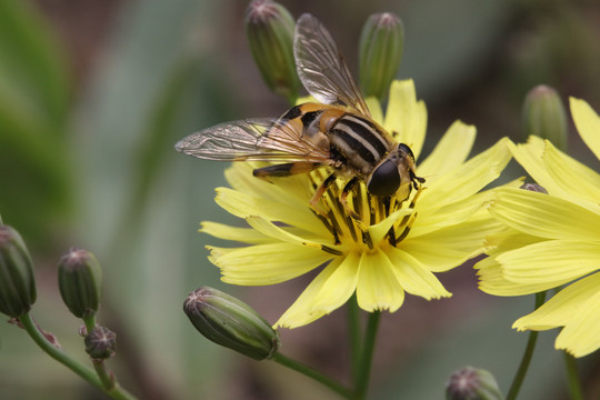 食芽蝇