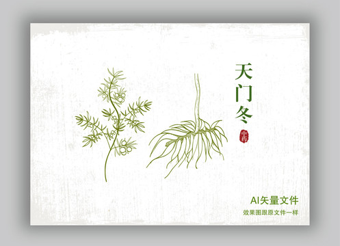 手繪天門冬線描插畫