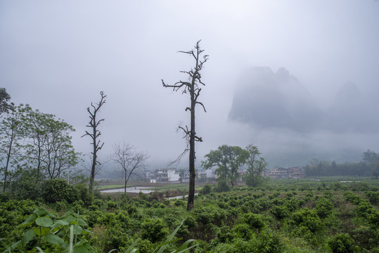 风景绿树枯树乡村