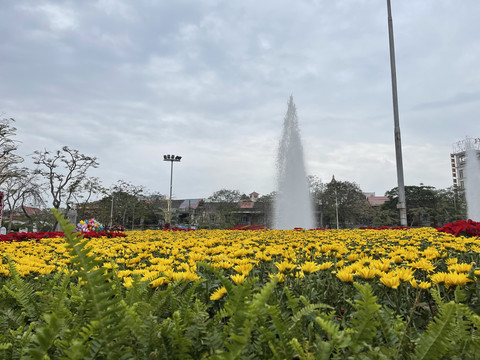 越南海防广场菊花