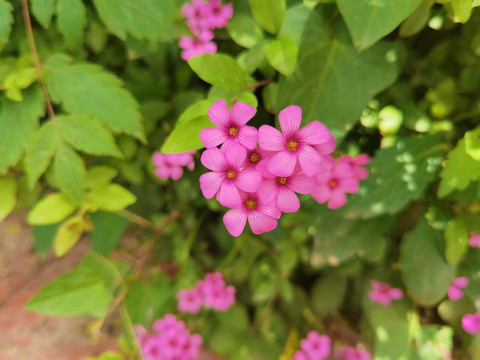 红花酢浆草