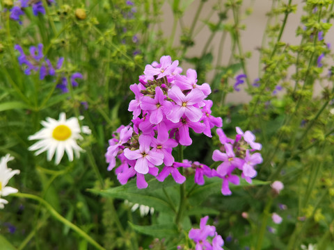 欧亚香花芥