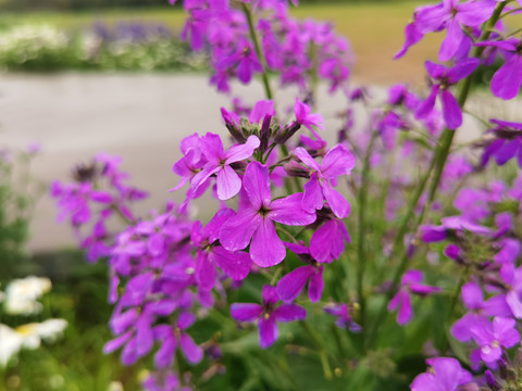 欧亚香花芥